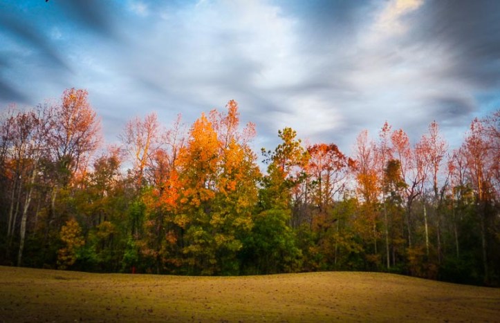 Thanksgiving morning in my back yard!